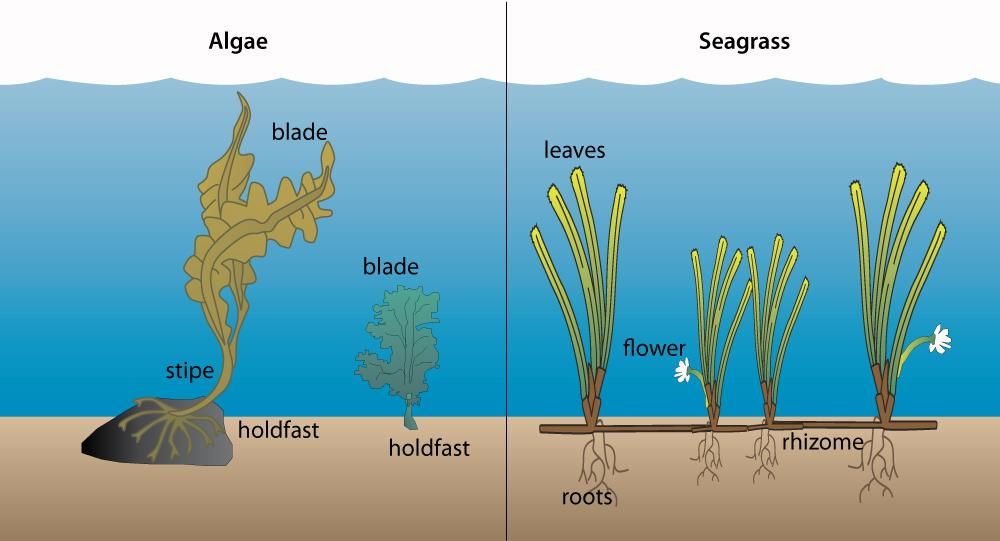 #30 - Turning the tide on seagrass loss